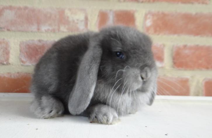 Nederlandse hangoor dwergkonijnen (Gevaccineerd!), Dieren en Toebehoren, Konijnen, Dwerg, Meerdere dieren, 0 tot 2 jaar, Hangoor