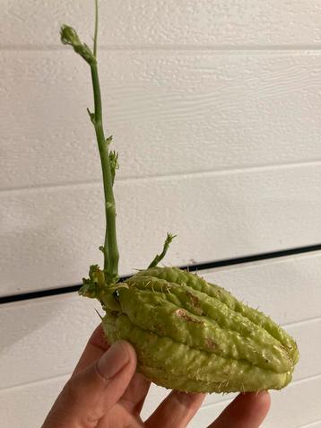 Chayote, Tuin en Terras, Ophalen