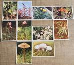 31 oude prenten: Cote d'Or reeks Faunaflor II, Verzamelen, Foto's en Prenten, Ophalen of Verzenden, Gebruikt, Natuur, Prent