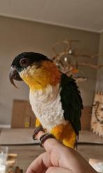 Lieve zwartkopcaique pop, Vrouwelijk, Papegaai, Pratend