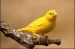 kanaries, Dieren en Toebehoren, Vogels | Kanaries