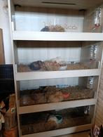 Te koop: cavia flat en 5 cavia's, zowel beren als zeugen, Dieren en Toebehoren, Meerdere dieren, Cavia, Tam