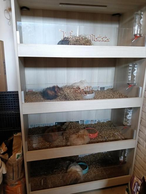 Te koop: cavia flat en 5 cavia's, zowel beren als zeugen, Dieren en Toebehoren, Knaagdieren, Meerdere dieren, Cavia, Tam