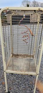 Perroquet, Enlèvement