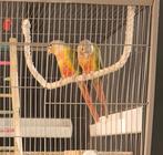 Couple reproducteur de pyrrhures avec une cage à perroquets