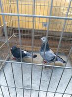 Mooie koppel postduiven(30€ per stuk), Dieren en Toebehoren, Vogels | Duiven
