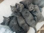 British shorthair, Dieren en Toebehoren, Katten en Kittens | Raskatten | Korthaar, Poes, Ingeënt, 0 tot 2 jaar