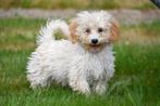Maltipoo pups te koop, Dieren en Toebehoren, 15 weken tot 1 jaar, Overige rassen, Buitenland, CDV (hondenziekte)