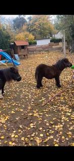 Jaarling shetlander hengst, Dieren en Toebehoren, Hengst