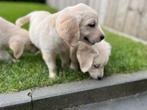 Knappe golden retriever pups, Dieren en Toebehoren, Golden retriever, België, CDV (hondenziekte), 8 tot 15 weken