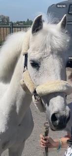 Lieve en betrouwbare kinderpony 134 cm, c pony, Ruin, Niet van toepassing, C pony (1.27m tot 1.37m), 11 jaar of ouder