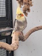 Duitse valkparkiet pop van 8 maanden oud., Animaux & Accessoires, Oiseaux | Perruches & Perroquets, Femelle, Perruche, Domestique