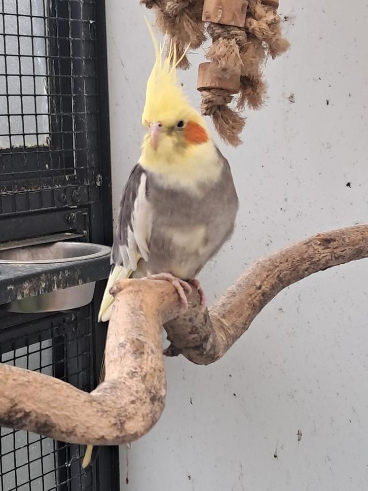 Duitse valkparkiet pop van 8 maanden oud., Dieren en Toebehoren, Vogels | Parkieten en Papegaaien, Parkiet, Vrouwelijk, Tam, Geringd