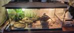 Baardagaam, Dieren en Toebehoren, Overige soorten, Met terrarium, 0 tot 2 jaar