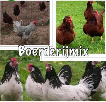 Broedeieren- Verse broed eieren- Boerenmix beschikbaar voor biedingen