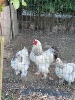 Brahma Colombia broedeieren, Meerdere dieren, Kip