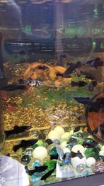 Black Molly's, Dieren en Toebehoren, Zoetwatervis, Schoolvis