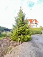 Kerstspar, Ophalen, Nieuw