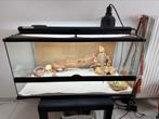 Baardagaam / bearded dragon, Dieren en Toebehoren, Overige soorten, Met terrarium, 0 tot 2 jaar