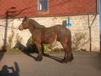 Cheval de trait belge, Animaux & Accessoires, Chevaux, Étalon