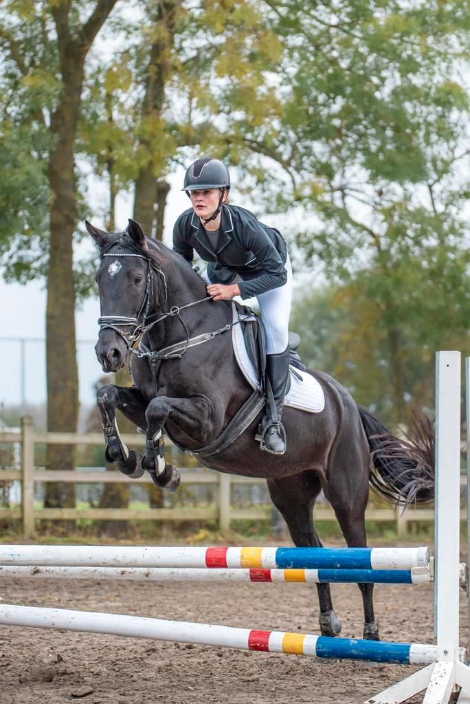11-jarige allround merrie, Dieren en Toebehoren, Paarden