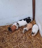 Jonge cavia's, Dieren en Toebehoren, Knaagdieren, Oktober, Cavia