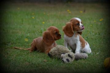 Cavalier King Charles Spaniel pups beschikbaar voor biedingen