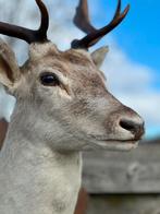 Taxidermie damhert, Enlèvement