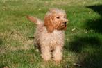 Dwergpoedel pups te koop