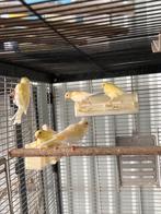 Kanaries, Dieren en Toebehoren, Vogels | Kanaries, Geslacht onbekend, Zangkanarie