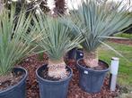 Yucca rostrata winterhard, Plein soleil, Enlèvement, Autres espèces, Été
