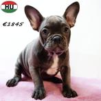 Franse Bulldog - pups te koop, 15 weken tot 1 jaar, Buitenland, CDV (hondenziekte), Meerdere
