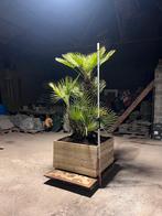 Superbe Chamaerops Humilis 2m avec bac artisanal, Tuin en Terras, Ophalen of Verzenden, 100 tot 250 cm, Zomer, Palmboom