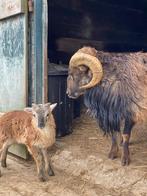 soay schapen, Schaap, Meerdere dieren, 0 tot 2 jaar