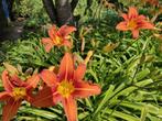 Oranje daglelie, Tuin en Terras, Planten | Tuinplanten, Ophalen