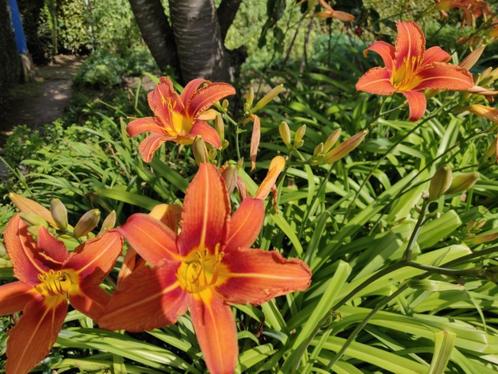 Oranje daglelie, Tuin en Terras, Planten | Tuinplanten, Ophalen