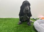 Engelse Cocker Spaniel pups, Dieren en Toebehoren, België, 8 tot 15 weken, CDV (hondenziekte), Meerdere