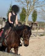 Verzorgpaard/Lease/halve stal GEZOCHT!, Hobby en Vrije tijd, Overige Hobby en Vrije tijd, Ophalen of Verzenden