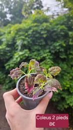 Coleus, Huis en Inrichting, Kamerplanten, Overige soorten, Ophalen of Verzenden, Minder dan 100 cm, Bloeiende kamerplant