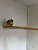 Koppel japanse nachtegaal, Dieren en Toebehoren