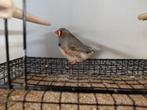 Grijze en bruine zebravinken te koop., Dieren en Toebehoren, Vogels | Overige Vogels, Geringd