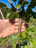Pommier « Belle de Boskop », Jardin & Terrasse, 100 à 250 cm, Plein soleil, Autres espèces, Enlèvement