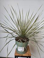 Yucca Filamentosa, Enlèvement