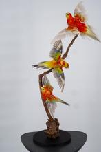 Opgezette Parkieten - Opstelling van 3 - Wildernis Atelier, Ophalen of Verzenden, Nieuw, Vogel, Opgezet dier