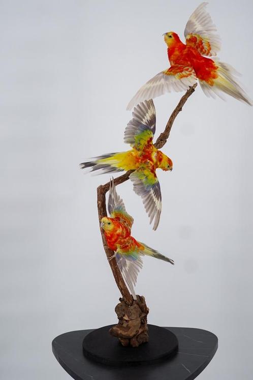 Opgezette Parkieten - Opstelling van 3 - Wildernis Atelier, Verzamelen, Dierenverzamelingen, Nieuw, Opgezet dier, Vogel, Ophalen of Verzenden