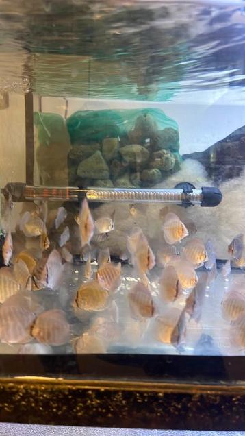 Antwerpen 2100 beschikbaar voor biedingen