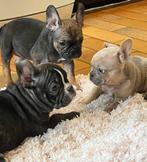 franse bulldog pups, Dieren en Toebehoren, België, 8 tot 15 weken, CDV (hondenziekte), Bulldog