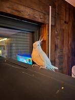 Valkparkiet, Domestique