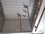 Te koop, Dieren en Toebehoren