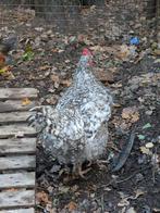 Haan Mechelse hoen, Dieren en Toebehoren